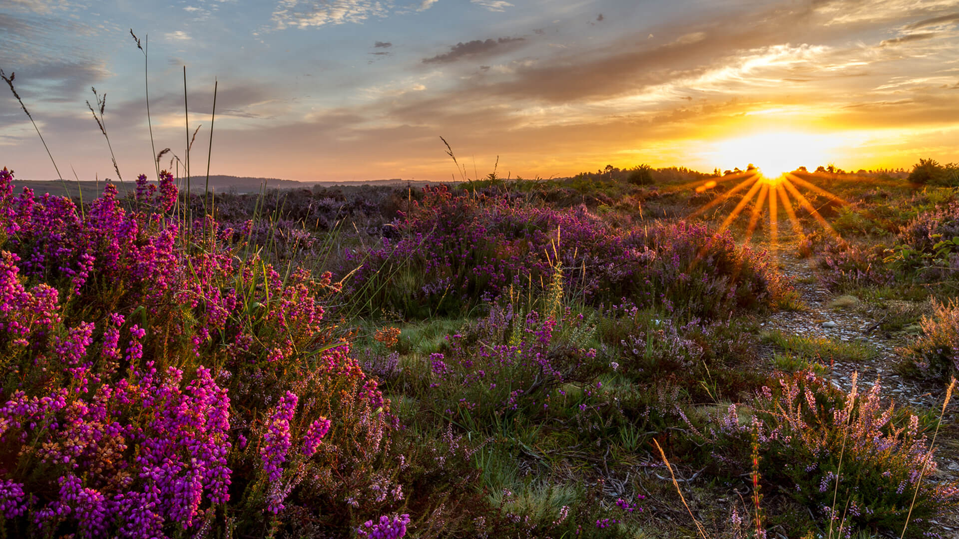 New Forest 1920x1080 v2