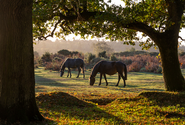 Brockenhurst 750x509