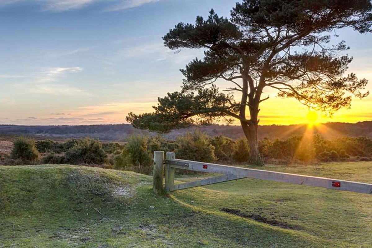 campsites in the new forest